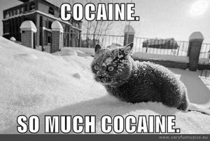 funny-picture-cat-cocaine-so-much-cocaine-555x371.jpg