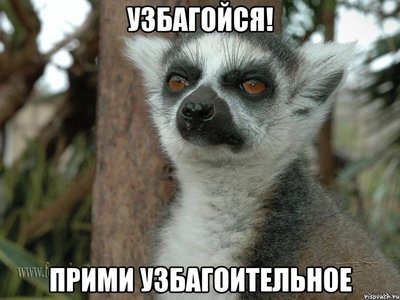 lemur_38996867_orig_.jpeg